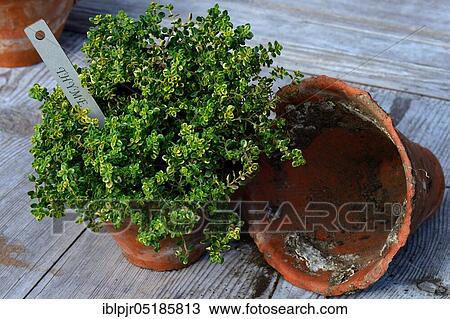 Thymus citriodorus ( Thymus citriodorus) varnished View Large Photo Image Stock Image - Thymus citriodorus ( Thymus citriodorus) varnished. Fotosearch