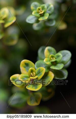 Thymus citriodorus ( Thymus citriodorus) varnished View Large Photo Image Stock Photo - Thymus citriodorus ( Thymus citriodorus) varnished. Fotosearch