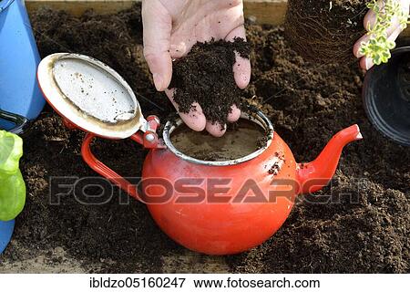 (Thymus vulgaris) Plant thyme View Large Photo Image Stock Photo - (Thymus vulgaris) Plant thyme. Fotosearch