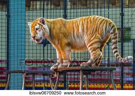 Tiger (Panthera tigris) in the ring, Golden Tabby, captive, Tigerpark, Mecklenburg-Vorpommern, Germany, Europe View Large Photo Image Stock Image - Tiger (Panthera tigris) in the ring, Golden Tabby, captive, Tigerpark, Mecklenburg-Vorpommern, Germany, Europe. Fotosearch