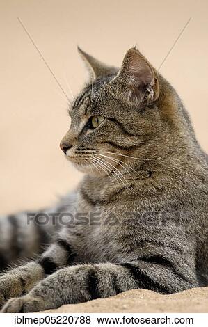 Tigered house cat lies in the sand View Large Photo Image Stock Photo - Tigered house cat lies in the sand. Fotosearch