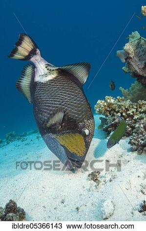 Stock Image - Titan triggerfish (Balistoides viridescens), Great Barrier Reef, Australia, Oceania. Fotosearch