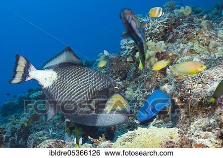 Titan triggerfish (Balistoides viridescens), Great Barrier Reef, Australia, Oceania View Large Photo Image Stock Photograph - Titan triggerfish (Balistoides viridescens), Great Barrier Reef, Australia, Oceania. Fotosearch