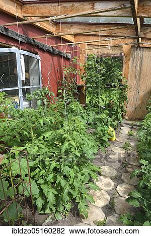 Tomatoes (Solanum lycopersicum) in wooden greenhouse View Large Photo Image Stock Image - Tomatoes (Solanum lycopersicum) in wooden greenhouse. Fotosearch