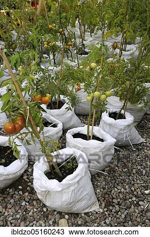Tomatoes (Solanum lycopersicum) planted in rice bags View Large Photo Image Stock Image - Tomatoes (Solanum lycopersicum) planted in rice bags. Fotosearch