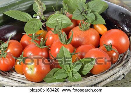 Tomatoes (Solanum lycopersicum) View Large Photo Image Stock Image - Tomatoes (Solanum lycopersicum). Fotosearch