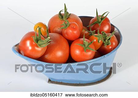 Tomatoes (Solanum lycopersicum) View Large Photo Image Stock Photo - Tomatoes (Solanum lycopersicum). Fotosearch