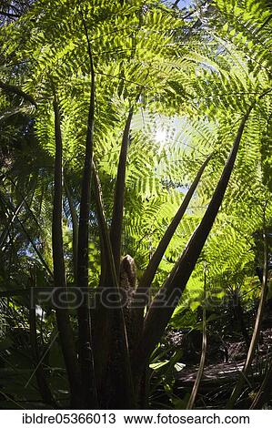 Stock Image - Tree fern (Cyatheales), Botanical City Park, Brisbane, Australia, Oceania. Fotosearch