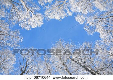 Tree tops of deep snow covered beech forest against blue sky in Neuchâtel Jura, winter, Switzerland, Europe View Large Photo Image Picture - Tree tops of deep snow covered beech forest against blue sky in Neuchâtel Jura, winter, Switzerland, Europe. Fotosearch