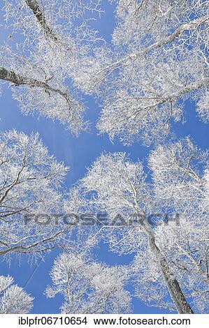 Tree tops of deep snow covered beech forest against blue sky in Neuchâtel Jura, winter, Switzerland, Europe View Large Photo Image Picture - Tree tops of deep snow covered beech forest against blue sky in Neuchâtel Jura, winter, Switzerland, Europe. Fotosearch
