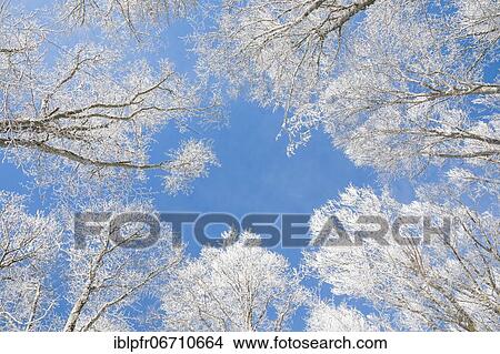 Picture - Tree tops of deep snow covered beech forest against blue sky in Neuchâtel Jura, winter, Switzerland, Europe. Fotosearch