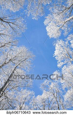 Stock Image - Tree tops of deep snow covered beech forest against blue sky in Neuchâtel Jura, winter, Switzerland, Europe. Fotosearch
