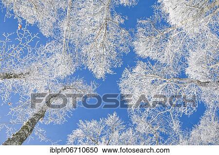 Tree tops of deep snow covered beech forest against blue sky in Neuchâtel Jura, winter, Switzerland, Europe View Large Photo Image Stock Image - Tree tops of deep snow covered beech forest against blue sky in Neuchâtel Jura, winter, Switzerland, Europe. Fotosearch