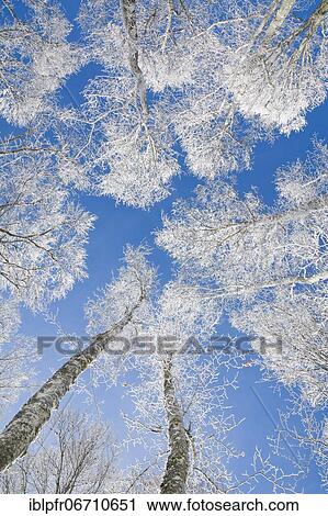 Tree tops of deep snow covered beech forest against blue sky in Neuchâtel Jura, winter, Switzerland, Europe View Large Photo Image Stock Image - Tree tops of deep snow covered beech forest against blue sky in Neuchâtel Jura, winter, Switzerland, Europe. Fotosearch