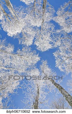 Tree tops of deep snow covered beech forest against blue sky in Neuchâtel Jura, winter, Switzerland, Europe View Large Photo Image Stock Image - Tree tops of deep snow covered beech forest against blue sky in Neuchâtel Jura, winter, Switzerland, Europe. Fotosearch