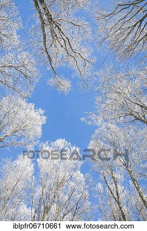 Tree tops of deep snow covered beech forest against blue sky in Neuchâtel Jura, winter, Switzerland, Europe View Large Photo Image Stock Image - Tree tops of deep snow covered beech forest against blue sky in Neuchâtel Jura, winter, Switzerland, Europe. Fotosearch