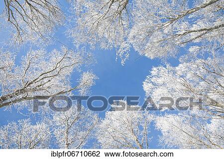 Tree tops of deep snow covered beech forest against blue sky in Neuchâtel Jura, winter, Switzerland, Europe View Large Photo Image Stock Image - Tree tops of deep snow covered beech forest against blue sky in Neuchâtel Jura, winter, Switzerland, Europe. Fotosearch