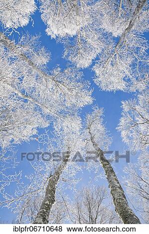 Tree tops of deep snow covered beech forest against blue sky in Neuchâtel Jura, winter, Switzerland, Europe View Large Photo Image Stock Photo - Tree tops of deep snow covered beech forest against blue sky in Neuchâtel Jura, winter, Switzerland, Europe. Fotosearch