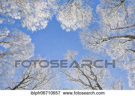 Tree tops of deep snow covered beech forest against blue sky in Neuchâtel Jura, winter, Switzerland, Europe View Large Photo Image Stock Photo - Tree tops of deep snow covered beech forest against blue sky in Neuchâtel Jura, winter, Switzerland, Europe. Fotosearch