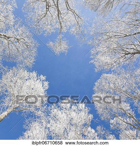 Stock Photo - Tree tops of deep snow covered beech forest against blue sky in Neuchâtel Jura, winter, Switzerland, Europe. Fotosearch