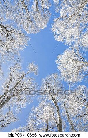 Tree tops of deep snow covered beech forest against blue sky in Neuchâtel Jura, winter, Switzerland, Europe View Large Photo Image Stock Photograph - Tree tops of deep snow covered beech forest against blue sky in Neuchâtel Jura, winter, Switzerland, Europe. Fotosearch