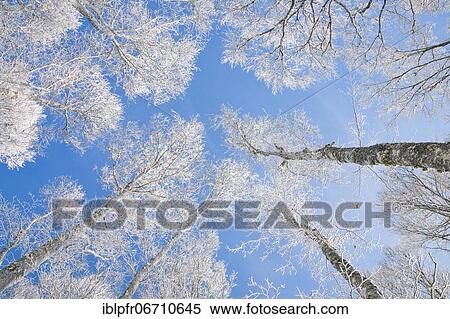 Tree tops of deep snow covered beech forest against blue sky in Neuchâtel Jura, winter, Switzerland, Europe View Large Photo Image Stock Photography - Tree tops of deep snow covered beech forest against blue sky in Neuchâtel Jura, winter, Switzerland, Europe. Fotosearch