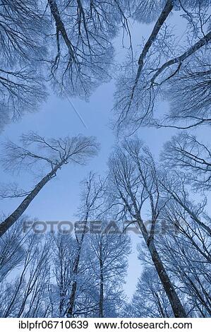 Treetops of snowy beech forest against sky at blue hour, in Neuchâtel Jura, winter, Switzerland, Europe View Large Photo Image Stock Photo - Treetops of snowy beech forest against sky at blue hour, in Neuchâtel Jura, winter, Switzerland, Europe. Fotosearch