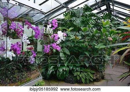 Tropical House, Orchid House, Wilhelma, Zoological-Botanical Garden, Stuttgart, Baden-Württemberg, Germany, Europe View Large Photo Image Stock Image - Tropical House, Orchid House, Wilhelma, Zoological-Botanical Garden, Stuttgart, Baden-Württemberg, Germany, Europe. Fotosearch