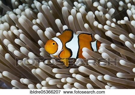 True clown anemonefish (Amphiprion percula), Great Barrier Reef, Australia, Oceania View Large Photo Image Stock Photo - True clown anemonefish (Amphiprion percula), Great Barrier Reef, Australia, Oceania. Fotosearch