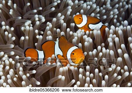 True clown anemonefish (Amphiprion percula), Osprey Reef, Coral Sea, Australia, Oceania View Large Photo Image Stock Photograph - True clown anemonefish (Amphiprion percula), Osprey Reef, Coral Sea, Australia, Oceania. Fotosearch