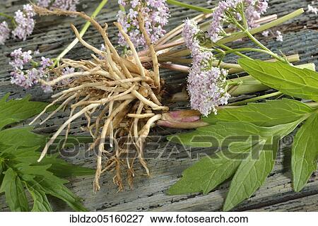 True Valerian (Valeriana officinalis), roots, leaves, flower / View Large Photo Image Stock Photo - True Valerian (Valeriana officinalis), roots, leaves, flower /. Fotosearch