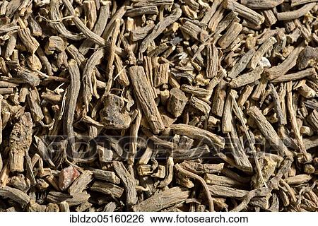 True Valerian (Valeriana officinalis), dried roots / View Large Photo Image Stock Photograph - True Valerian (Valeriana officinalis), dried roots /. Fotosearch