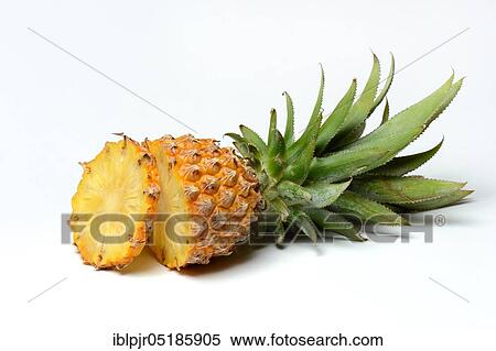 Truncated Pineapple ( Ananas comosus) Baby... View Large Photo Image Stock Photography - Truncated Pineapple ( Ananas comosus) Baby.... Fotosearch