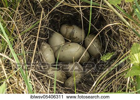 Tufted duck (Aythya fuligula), nest, eggs, Mecklenburg-Vorpommern, Germany, Europe View Large Photo Image Stock Image - Tufted duck (Aythya fuligula), nest, eggs, Mecklenburg-Vorpommern, Germany, Europe. Fotosearch