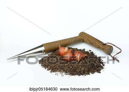Stock Image - Tulipsonion set, onion. Fotosearch