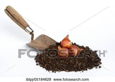 Tulipsonion set, onion View Large Photo Image Stock Photo - Tulipsonion set, onion. Fotosearch