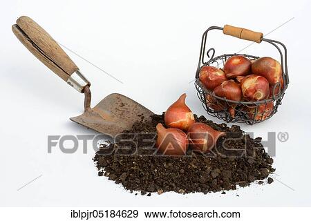 Stock Photo - Tulipsonion set, onion. Fotosearch