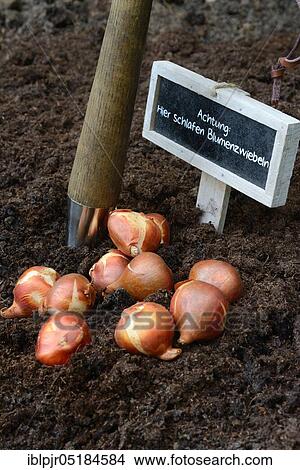 Picture - Tulipsonions ( Tulipa spec. ) in front of setting, onion. Fotosearch