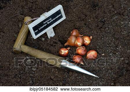 Stock Image - Tulipsonions ( Tulipa spec. ) in front of setting, onion. Fotosearch