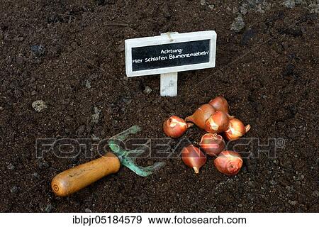 Stock Photo - TulipsOnions ( Tulipa spec. ) in front of setting. Fotosearch