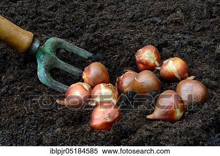 Tulipsonions ( Tulipa spec. ) in front of setting, onion View Large Photo Image Stock Photography - Tulipsonions ( Tulipa spec. ) in front of setting, onion. Fotosearch