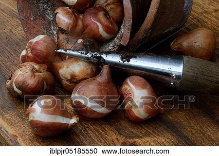 TulipsOnions ( Tulipa) with clay pot View Large Photo Image Stock Image - TulipsOnions ( Tulipa) with clay pot. Fotosearch