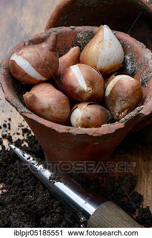 Stock Image - TulipsOnions ( Tulipa) with clay pot. Fotosearch