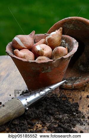 Stock Image - TulipsOnions ( Tulipa) with clay pot. Fotosearch