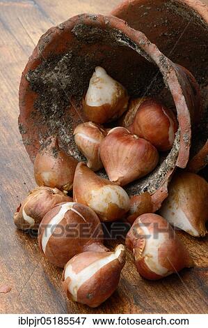 TulipsOnions ( Tulipa) with clay pot View Large Photo Image Stock Photo - TulipsOnions ( Tulipa) with clay pot. Fotosearch