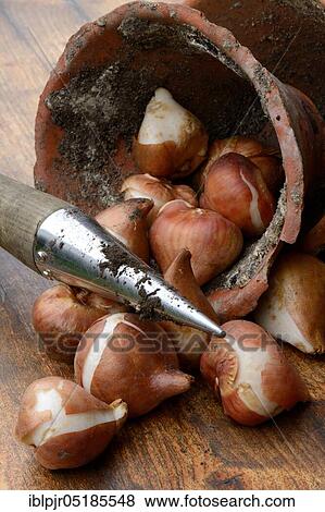 TulipsOnions ( Tulipa) with clay pot View Large Photo Image Stock Photo - TulipsOnions ( Tulipa) with clay pot. Fotosearch