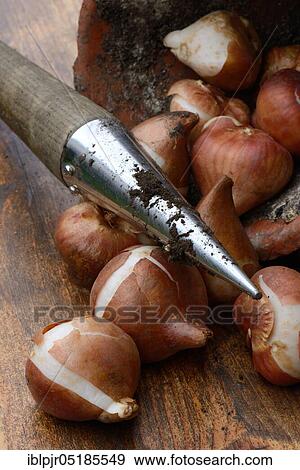 Stock Photo - TulipsOnions ( Tulipa) with clay pot. Fotosearch