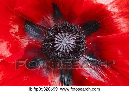 Turkish poppy, Papaver orientale, Switzerland, Europe View Large Photo Image Stock Photo - Turkish poppy, Papaver orientale, Switzerland, Europe. Fotosearch