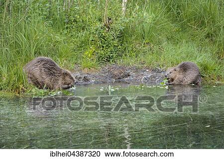 Two beaver (Castor fiber) feeding on willow branches in water, Upper Austria, Austria, Europe View Large Photo Image Stock Image - Two beaver (Castor fiber) feeding on willow branches in water, Upper Austria, Austria, Europe. Fotosearch