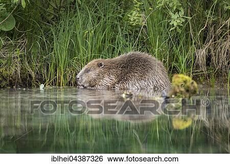 Two beaver (Castor fiber) feeding on willow branches in water, Upper Austria, Austria, Europe View Large Photo Image Stock Photograph - Two beaver (Castor fiber) feeding on willow branches in water, Upper Austria, Austria, Europe. Fotosearch